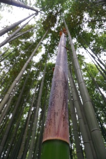 a bamboo growth spurt.